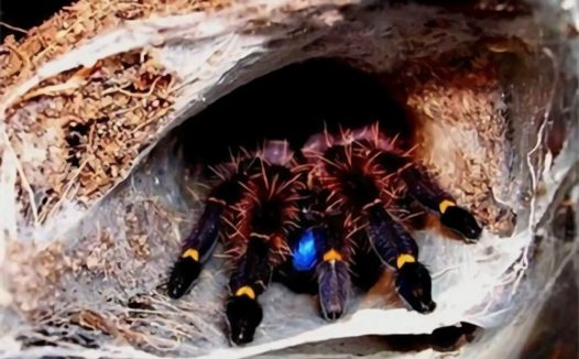 法属圭亚那蓝牙身份信息