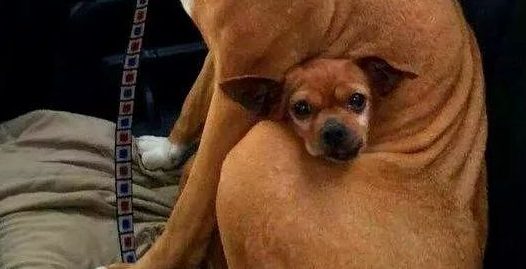 流浪狗被收养的时候，怀里还藏着一只小狗