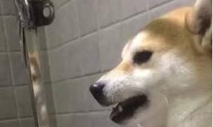 主人想给柴犬剪指甲,它竟龇牙咧嘴吓唬人