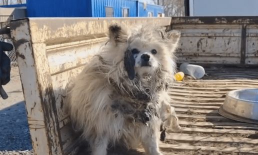 腿折后被卖上狗肉车的老博美,获救后,它依然难以从恐惧中走出