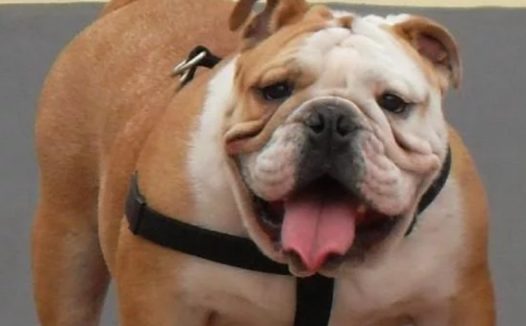 28岁女子去狗舍照顾宠物狗时，斗牛犬冲出笼子将其活活咬死