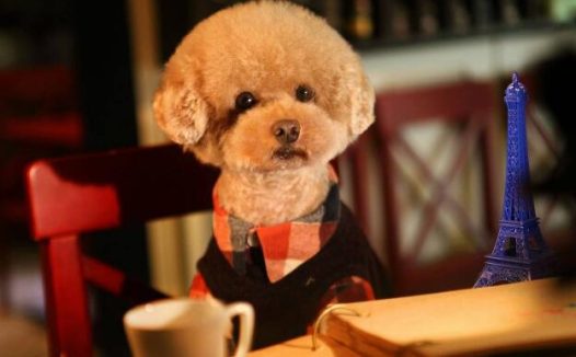 不掉毛，体味轻”的7种狗狗，最适合家养