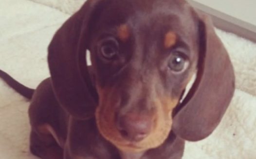 小腊肠犬隔离期内陪主人家在家里太开心,激动得把小尾巴都快摇断掉