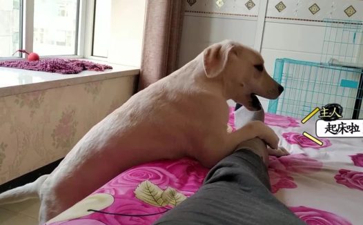 狗狗叫主人起床的七种方式，你家是哪种？