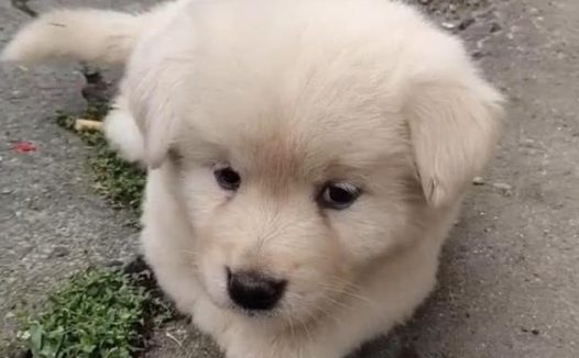 狗儿时很萌,小伙养了大半年后啼笑皆非,网民:估算跟猴是亲朋好友