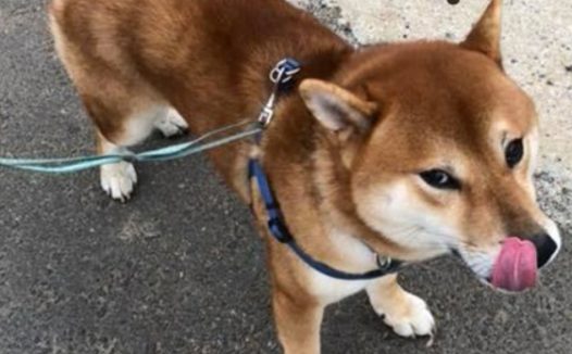 天冷带柴犬散步赖死不走，妈妈想出终极方法带它回家