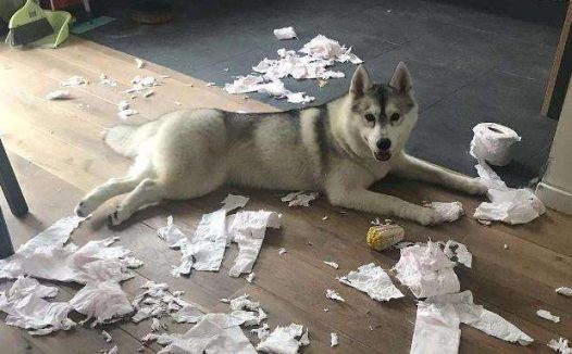 嫉妒让狗子面目全非 逼急了会做这种事