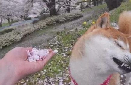 网友让柴犬闻花瓣香不香，柴犬立即回绝，不闻就不闻