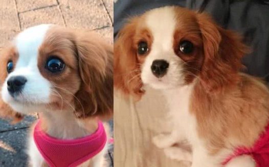 超迷你小猎犬拥有水汪汪大眼逆龄童颜让网友全融化