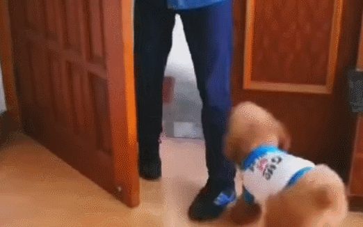 主人一开关门进去，小泰迪的个人行为让主人乐坏，这狗没白养！