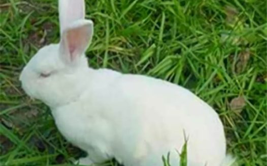 中国白兔身份信息