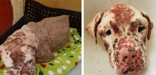 狗狗被蜂群狂咬更是被弃养 如今抹平伤疤找到最爱的人