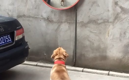 小狗见到墙壁这物后,不怕困难施展万般方式,結果却被吓傻