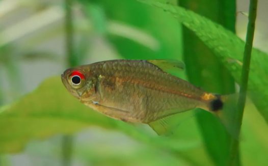 头尾灯鱼身份信息