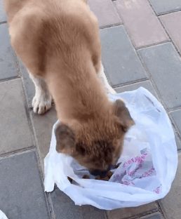 流浪狗答谢恩人的方式，实在让人心酸！