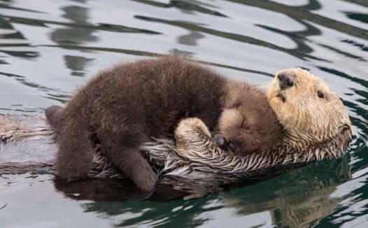 聪明机警的小水獭被驯养后 比狗狗还爱撒娇