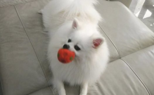 博美玩得正高兴，球忽然自身跑了，狗：它讨厌我了！