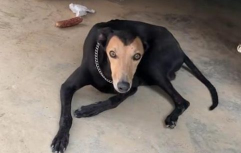 巧遇一只大黑狗，狗子的目光不太对：这狗父母到底到底是谁？