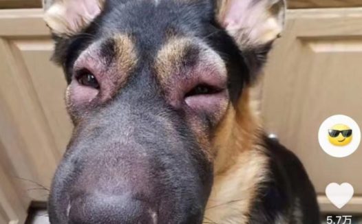 四川一男子和狗好奇蜜蜂振翅被蛰，当事人：不是很痛，但是很肿