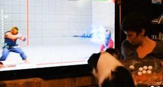 鼻子摇推杆再用腿按键 电玩天才牧羊犬3秒按出波动拳