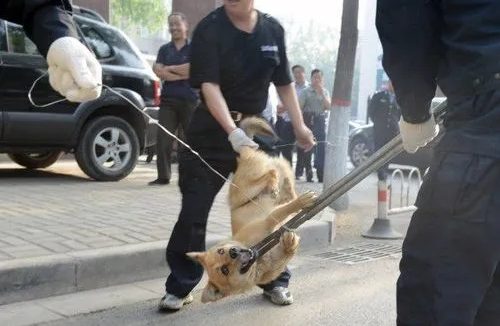 遛狗不清狗粪,济南将用人脸识别系统取证,路人可拍照举报