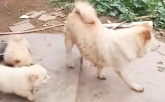 家中狗狗生了小宝宝，可是送礼却没有人想要收容，独留主人愁变大头