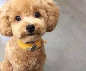 主人家把泰迪剃光,狗狗溜达时郁郁寡欢:这要我如何找媳妇?