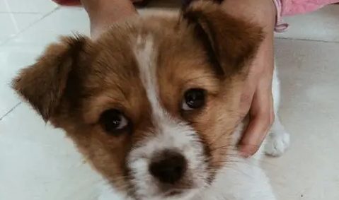 黑熊犬和小黑熊的区别 | 养狗半年发现是熊 家中小狗是“熊孩子”