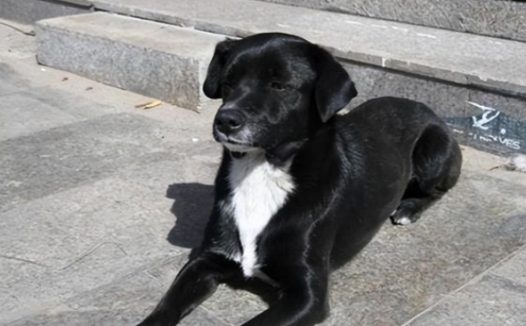 狗狗热天被带出门，半路上中暑了主人还不知道，一个举动酿成大错