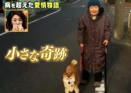 81岁奶奶与柴犬同患痴呆，住进养老院，重逢还记得彼此