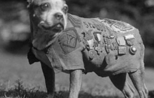 流浪犬立过17次军功,解救百余老战友被总理会见,人死之后被制成标本采集