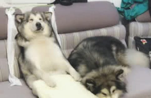 阿拉斯加被打扮成白娘子,主人开怀大笑:狗精变为蛇精了!