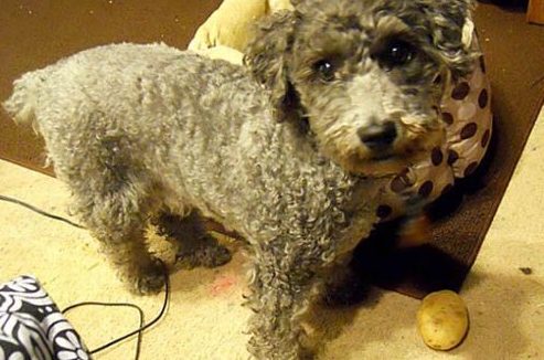 一只为忧郁症主人打气的服务犬 非常贴心