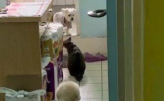 狗狗突然得了失智症，家里其他毛孩子的举动令人泪目