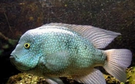 德州豹身份信息