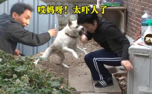 宠物犬性情大变，对主人都龇牙咧嘴