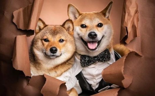 这对柴犬情侣照片大全甜到爆，创作背景羡煞一众单身汪