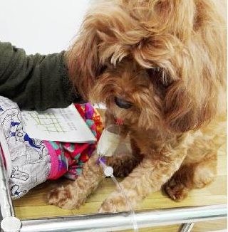 请转！泰迪犬吃洋葱致溶血急需输血