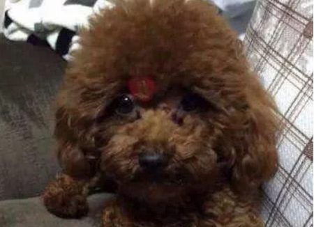 泰迪咬人被送回农村,半年后再见,狗狗的样子让主人瞬间心疼了