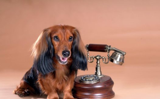 打算成为新晋铲屎官,这三种比较省心萌犬,你应该知道