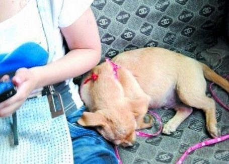 老人 偷带宠物乘车 宠物狗乱跑扰乱乘客