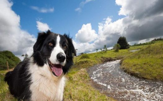 女主人遛狗时,意外发现自己家的边牧,原来还会跑毒?