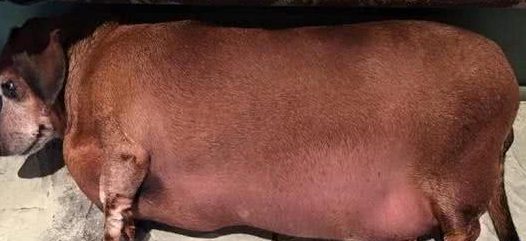 体重34斤的腊肠犬,胖到能够用肚子拖地了