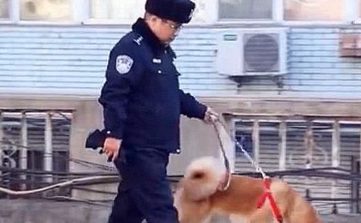 秋田犬走失很多天多亏警察细心照料?主人认领时告知,原为追求异性