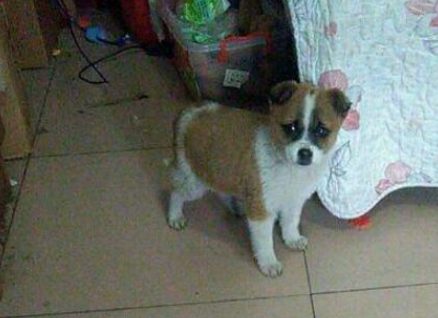 昨天喂食的狗狗今天出事儿了，实在忍不住了