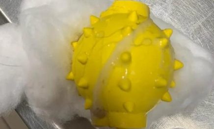 狗狗玩着玩具突然开始大喘气,主人一看简直太恐怖了!