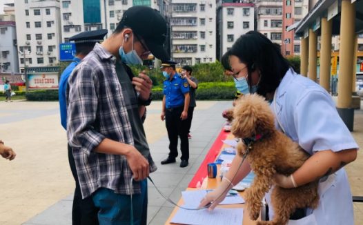 11月起未给犬只注射芯片视为无证养犬，宠物医生称排异概率极低