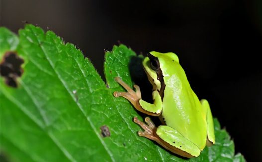 华西雨蛙身份信息