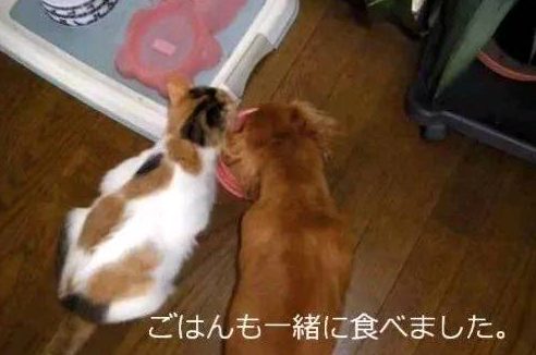 狗狗的好朋友去世 它的反应让人心酸
