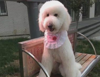 比冰箱还伟岸的狗儿，藏在高空的零食不保，网民：它是人扮的吧？